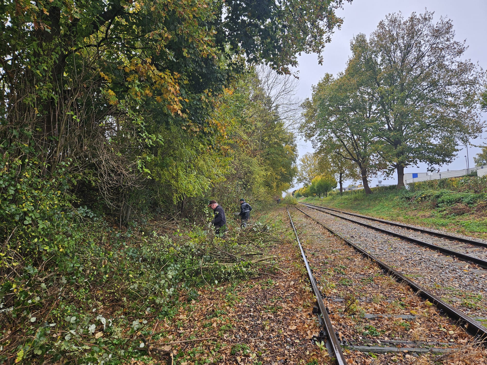 (Limburg). Foto van Margot Klingers.
Het snoeiwerk maakt het pad vrij voor de stoomtrein